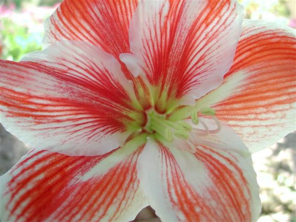 Amarilis